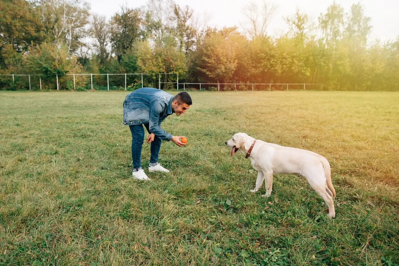 A man plays with his Labrador dog using a ball in a park.