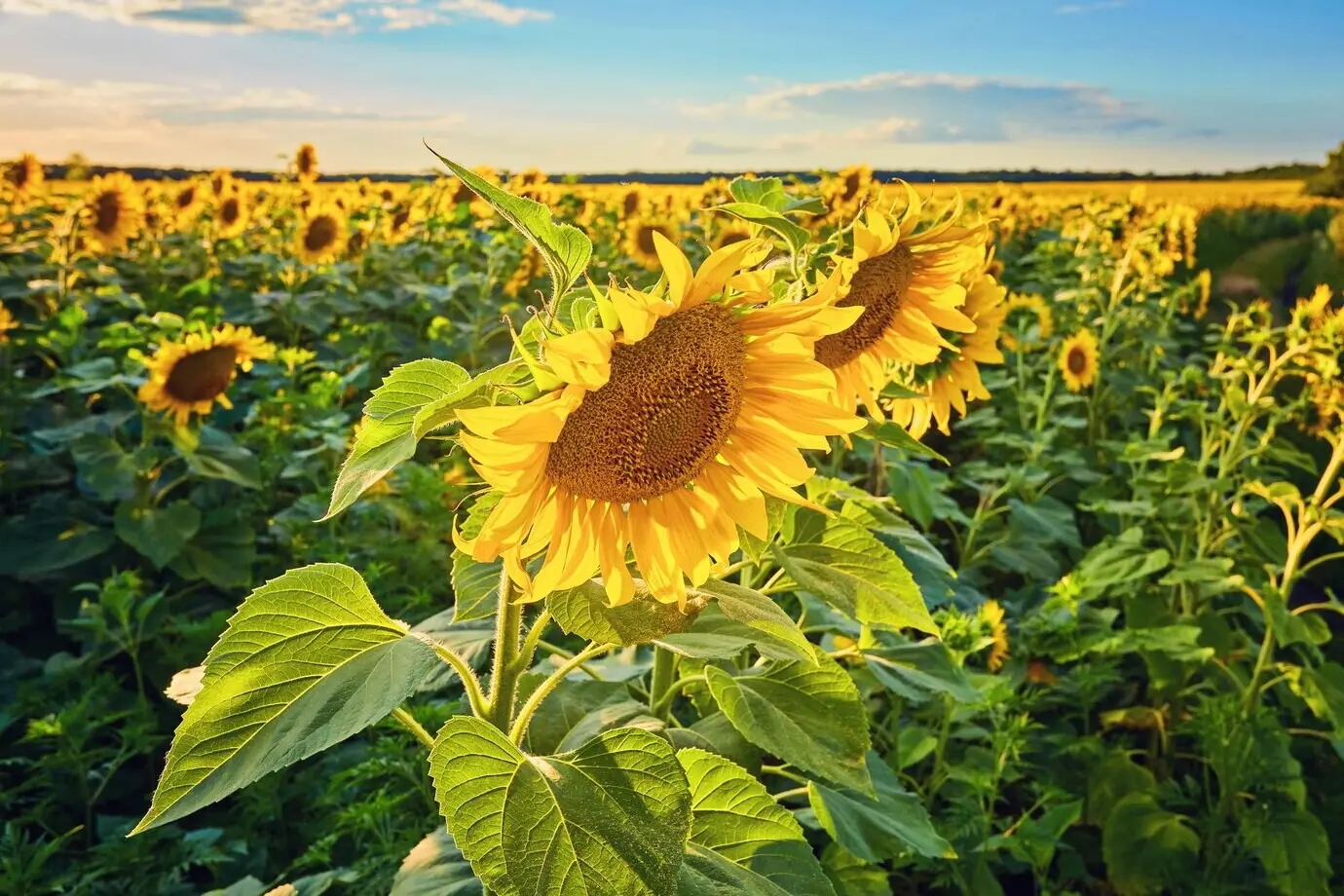Sunflowers in bloom beneath a bright blue sky